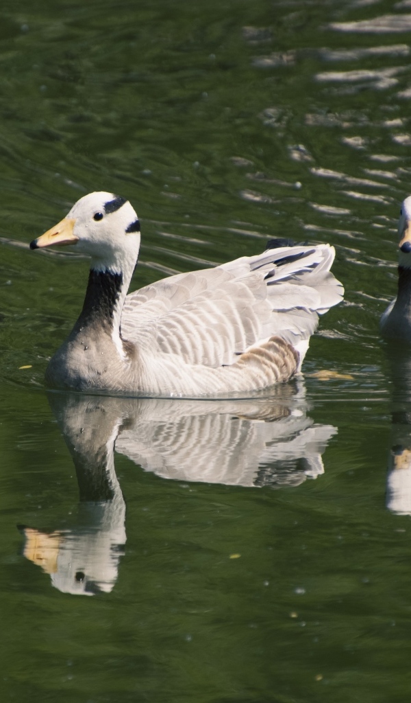 Два гуся плавают в воде