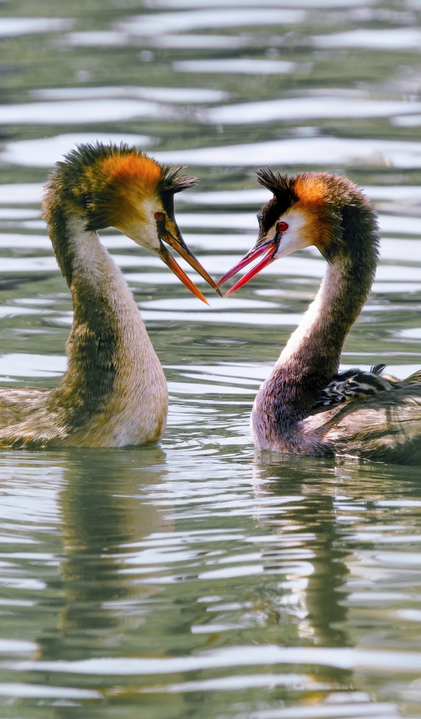 Две птицы поганки в воде