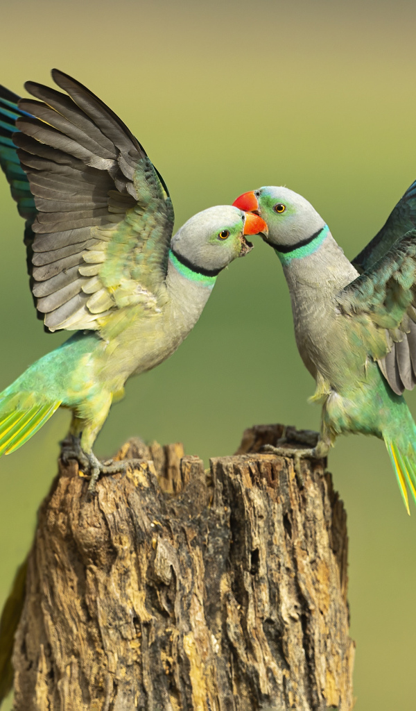 Два зеленых попугая на пне