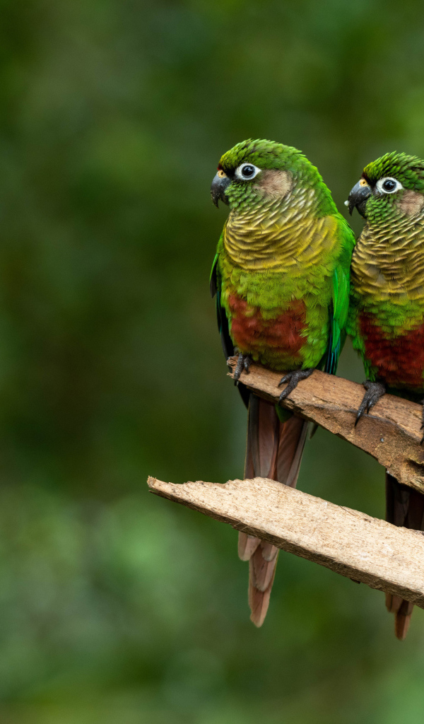 Два зеленых попугая сидят на ветке