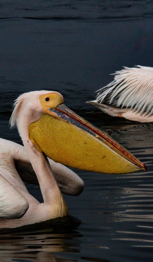 Два больших пеликана плавают в воде