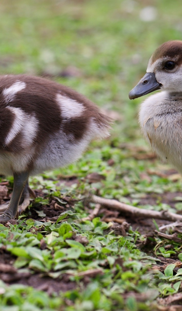 Два маленьких утенка на зеленой траве 