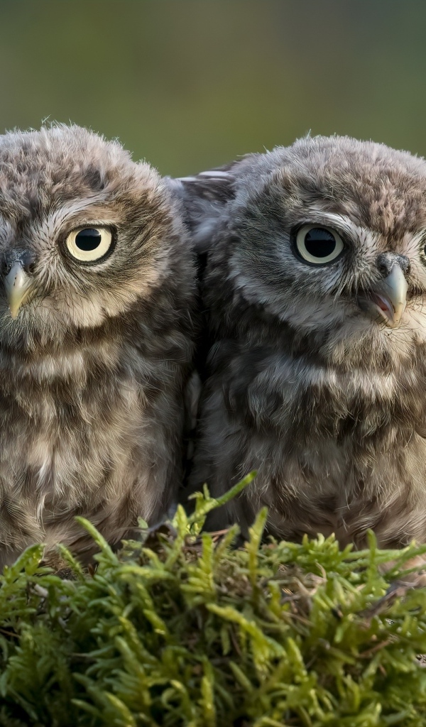 Два маленьких совенка в лесу