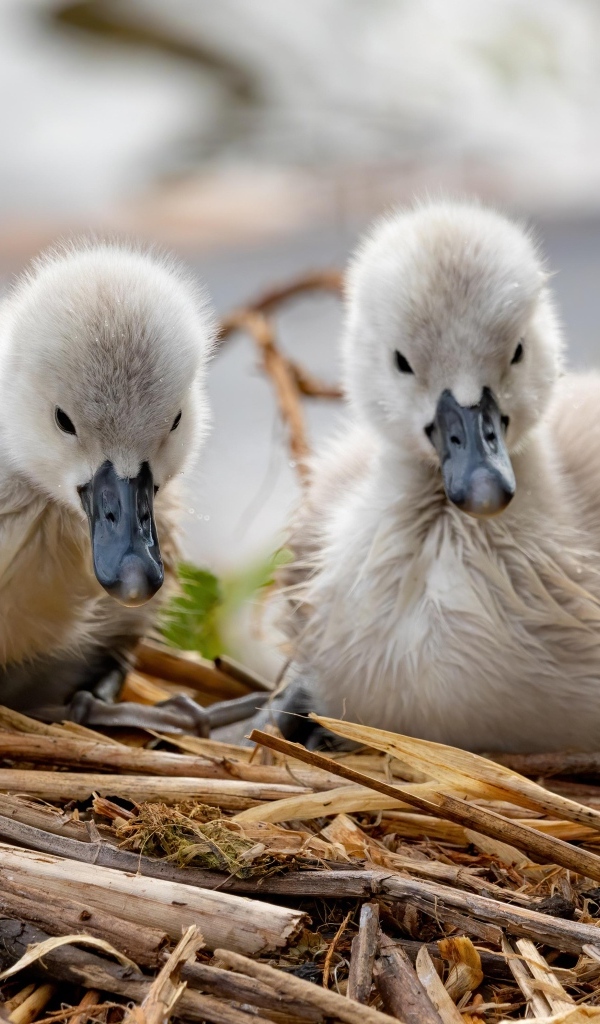 Два маленьких птенца лебедя в гнезде