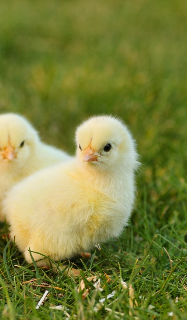 Два маленьких желтых цыпленка на зеленой траве