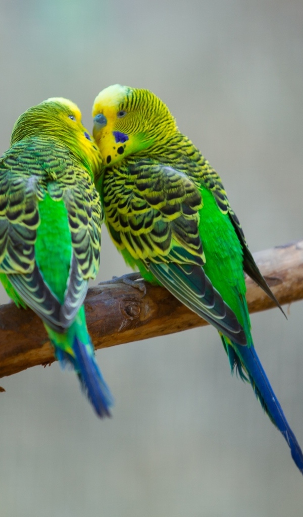 Два попугая неразлучника на ветке 