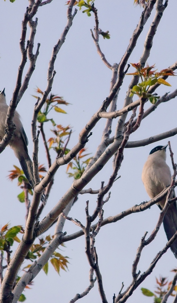 Две сороки сидят на ветках дерева 