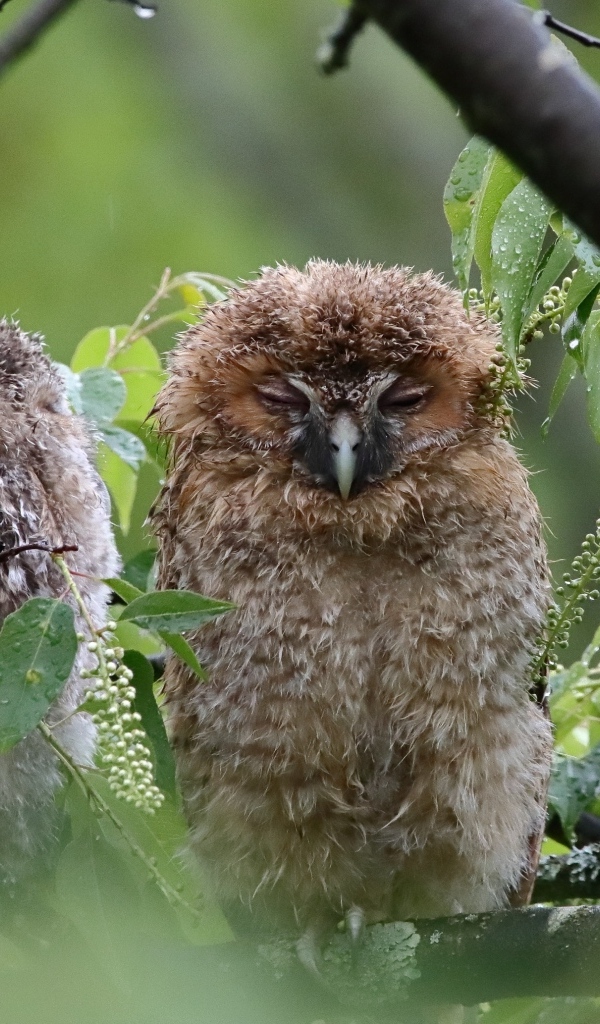 Две совы спят на ветке дерева