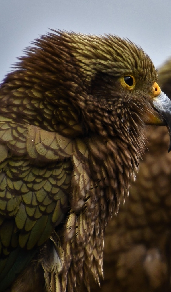 Два попугая с острым клювом крупным планом