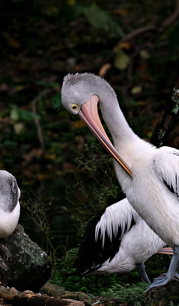 Два пеликана чистят перья