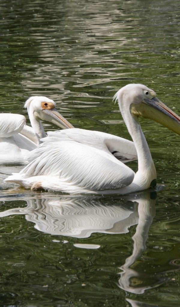 Два пеликана плавают в воде