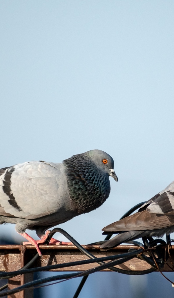 Два голубя сидят на балконе 