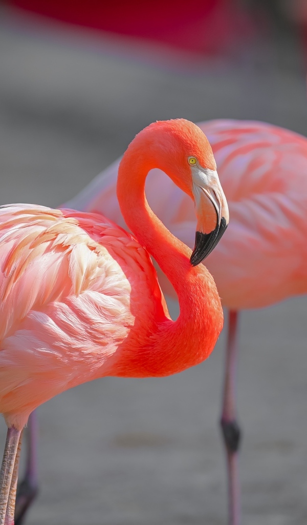 Два розовых фламинго крупным планом