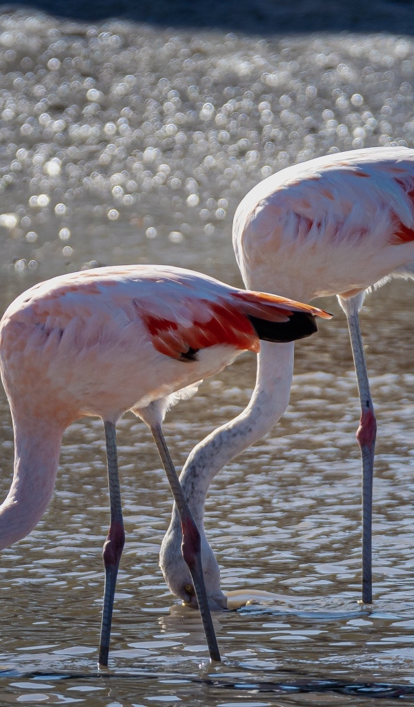 Два розовых фламинго в воде