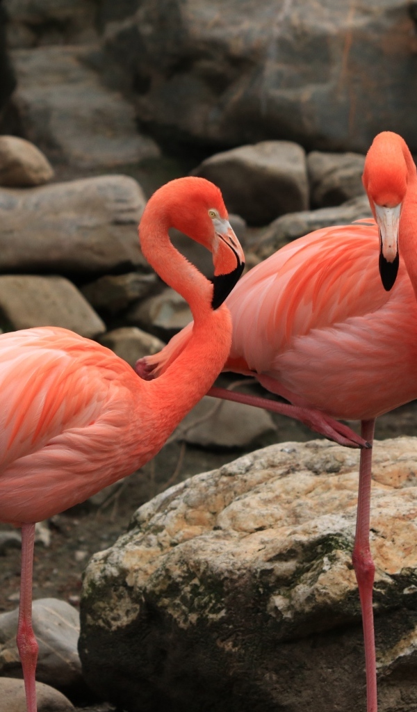 Два розовых фламинго стоят у камней