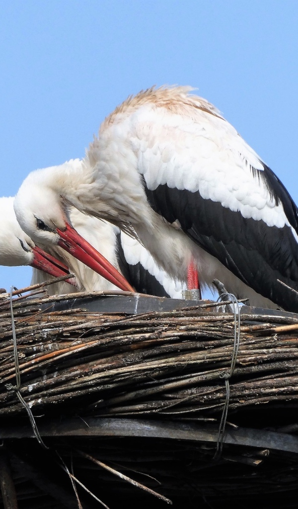 Два аиста в гнезде 