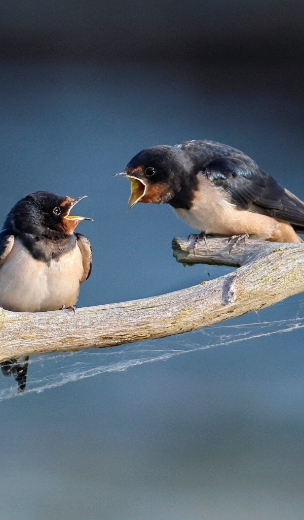 Два стрижа ссорятся на ветке