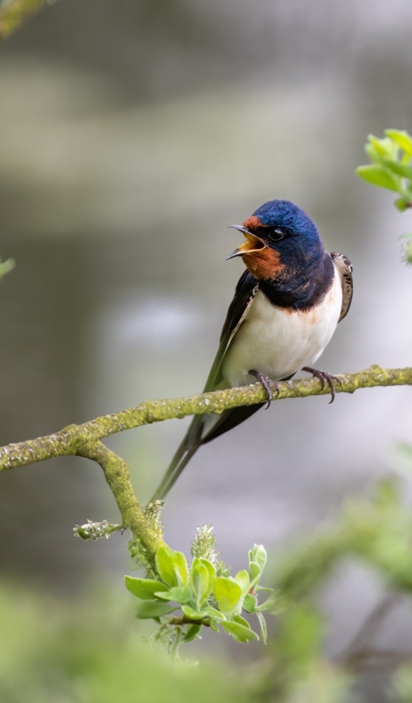 Два стрижа сидят на ветке дерева