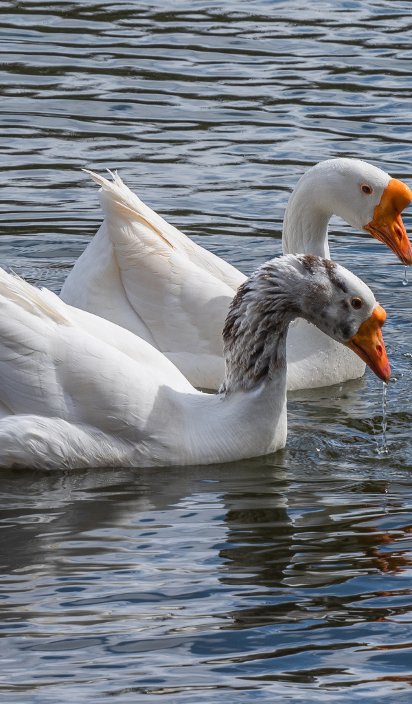 Два белых гуся в воде