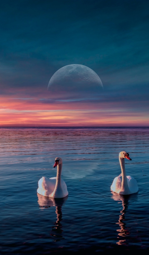 Два белых лебедя  на фоне красивого неба с луной 