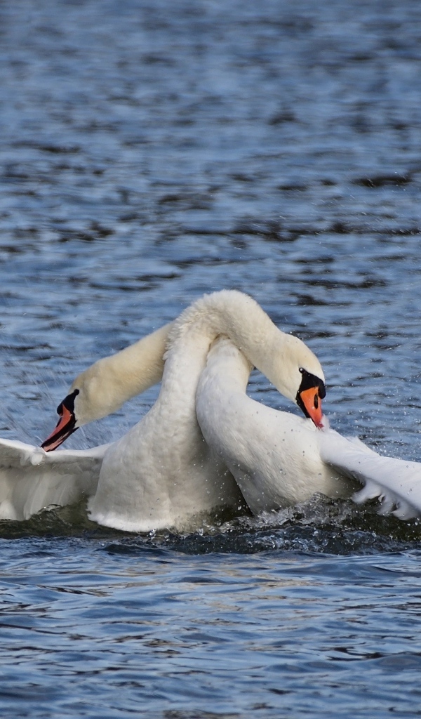 Два белых лебедя обнимаются в воде
