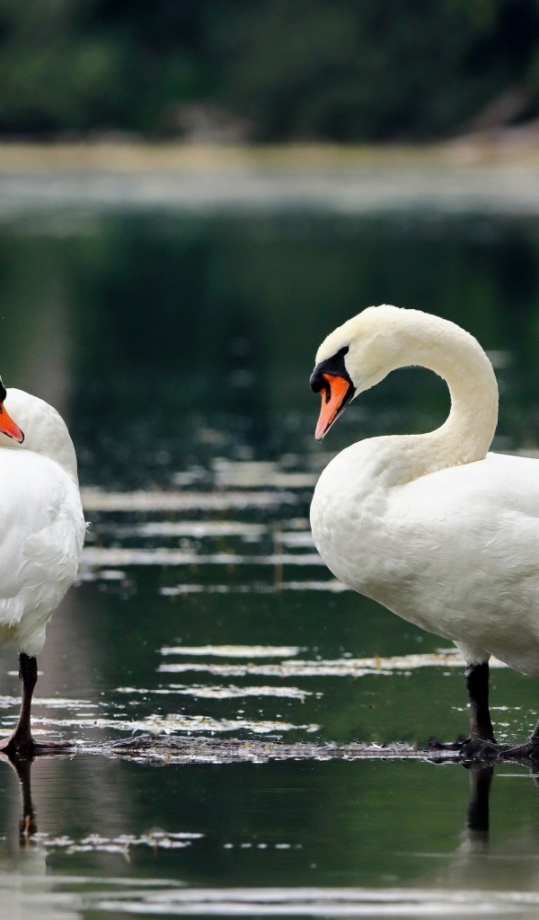 Два белых лебедя стоят в воде на берегу озера