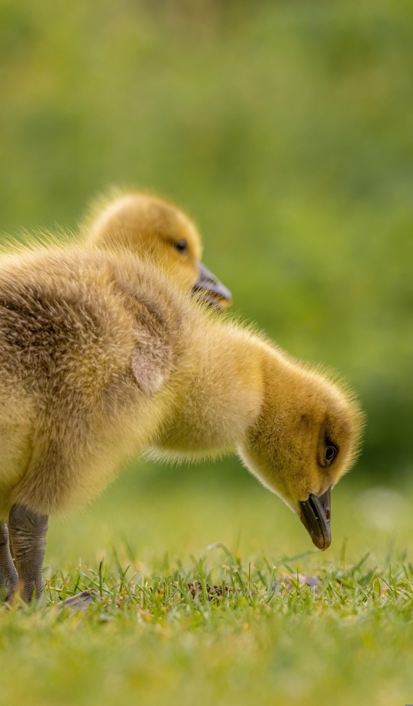 Два желтых гусенка на зеленой траве