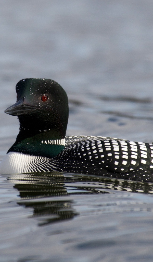 Водоплавающая птица гагара в воде