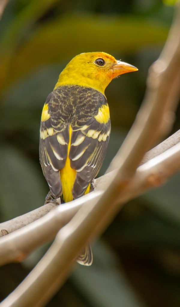 Птица западный танагер сидит на ветке