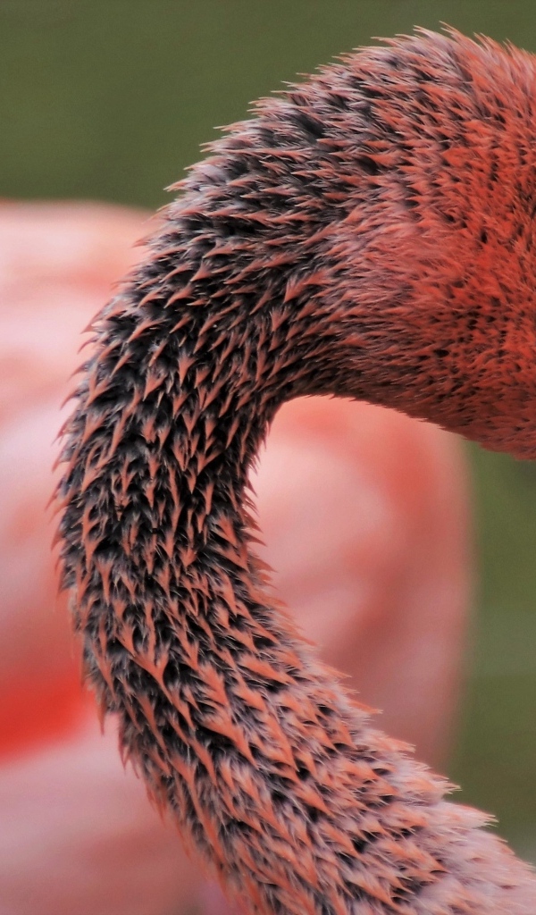 Мокрый розовый фламинго с большим клювом