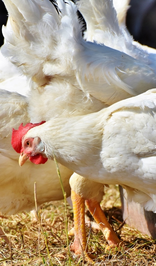 Белые домашние куры на ферме 