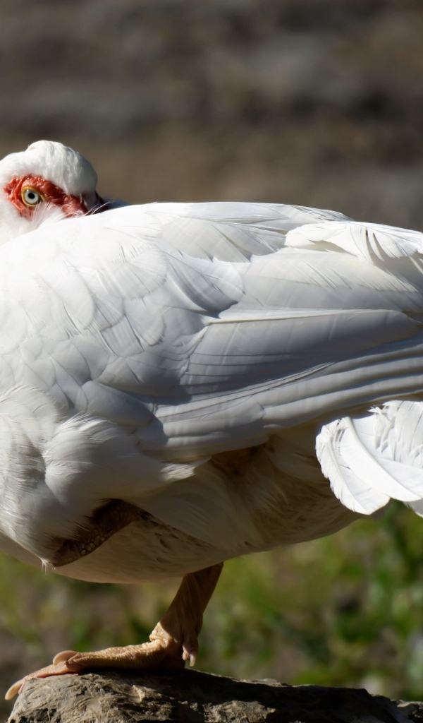 Белая утка греется на солнце