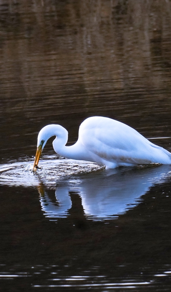 Белая цапля ловит рыбу в воде