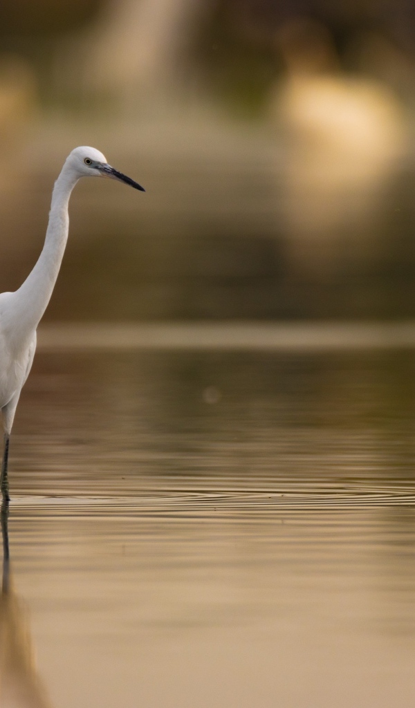 Белая цапля охотится в воде