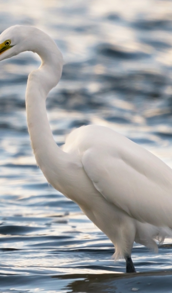 Белая цапля с рыбой в клюве в воде