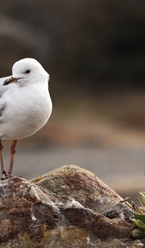 Белая маленькая чайка сидит на камне