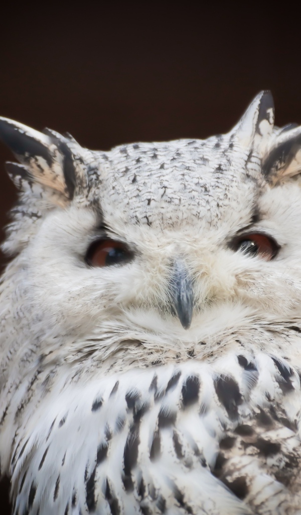 Белая сова с карими глазами на черном фоне