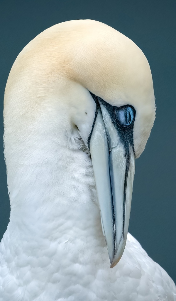 Белая чайка спит на сером фоне