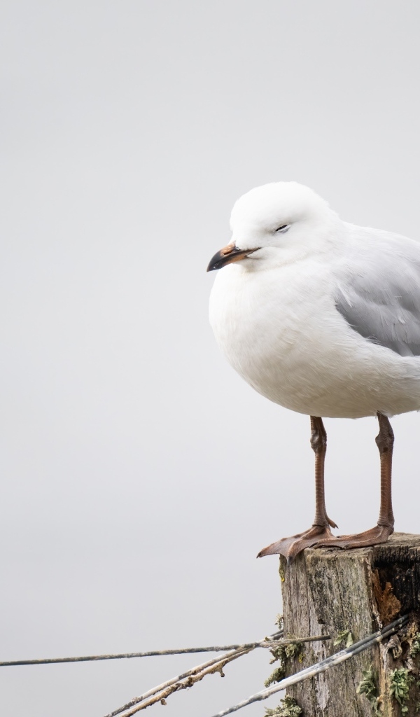 Белая чайка спит на столбе 