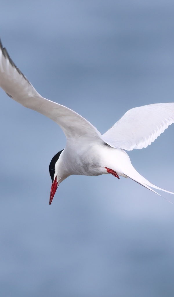 Белая чайка парит в голубом небе