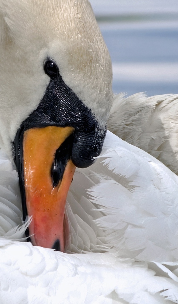 Белый лебедь прячет клюв в перья