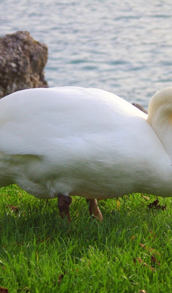 Белый лебедь на зеленой траве у воды