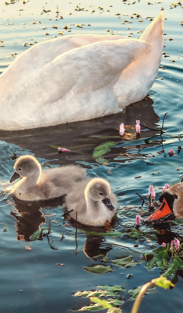 Белые лебеди с птенцами в воде