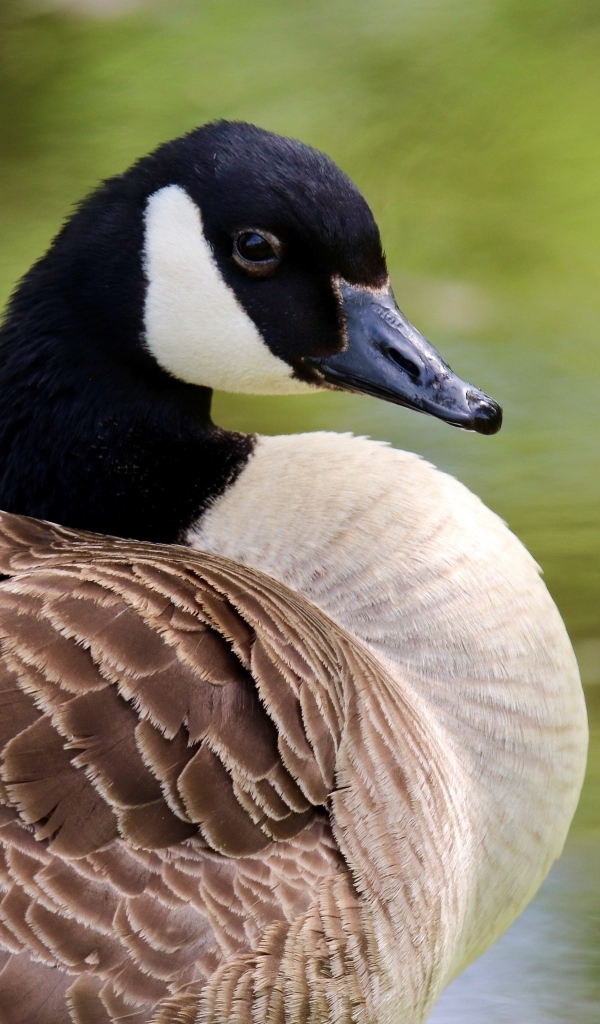 Дикий канадский гусь крупным планом