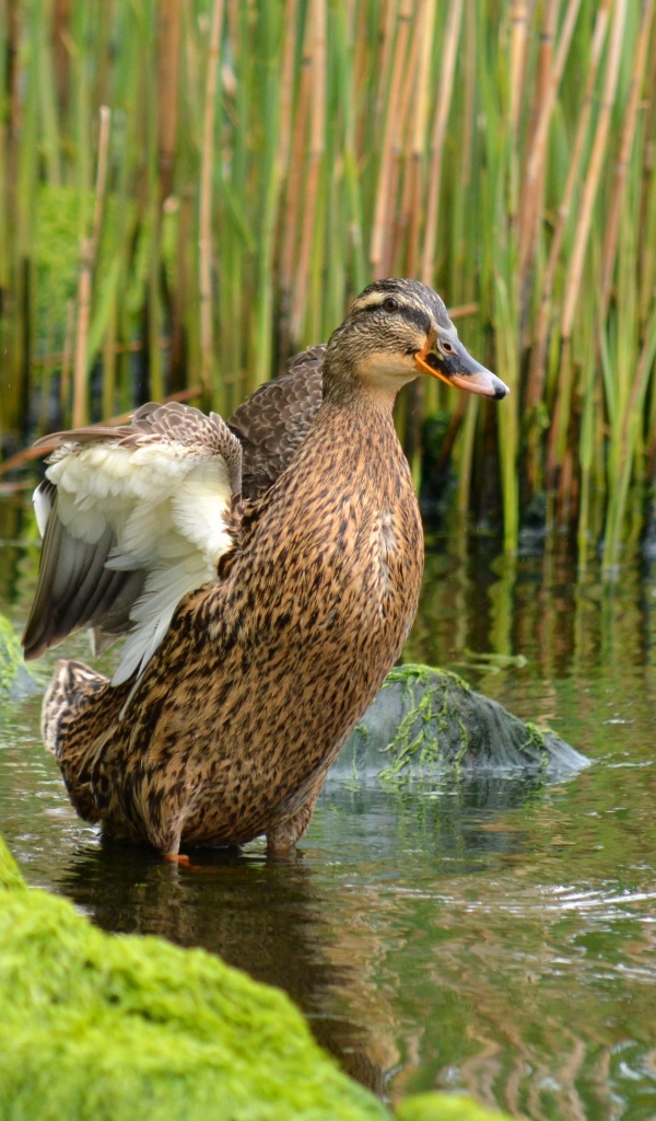 Дикая утка в воде на берегу озера