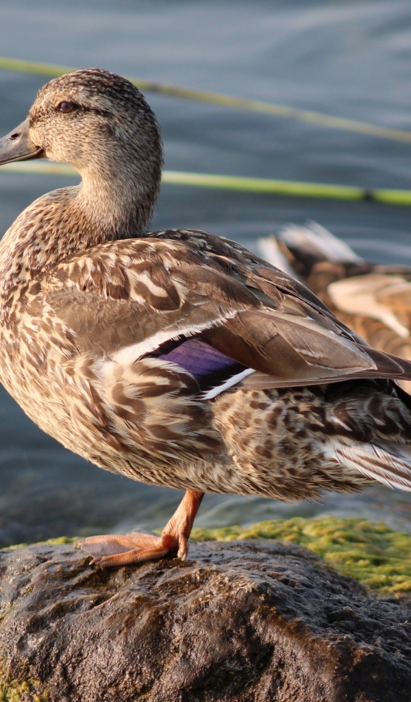 Дикая утка стоит на камне у воды