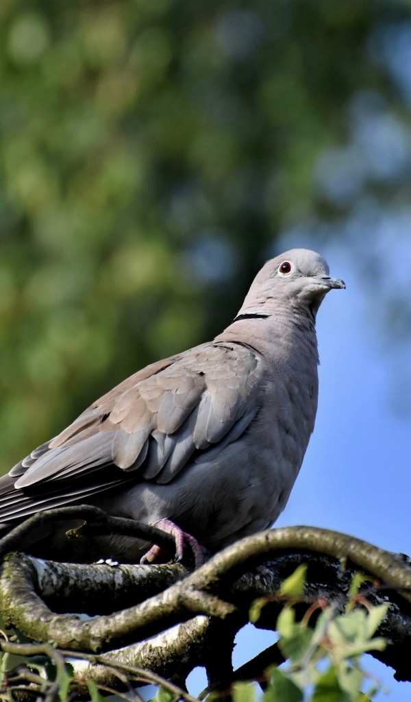 Дикий серый голубь сидит на ветке