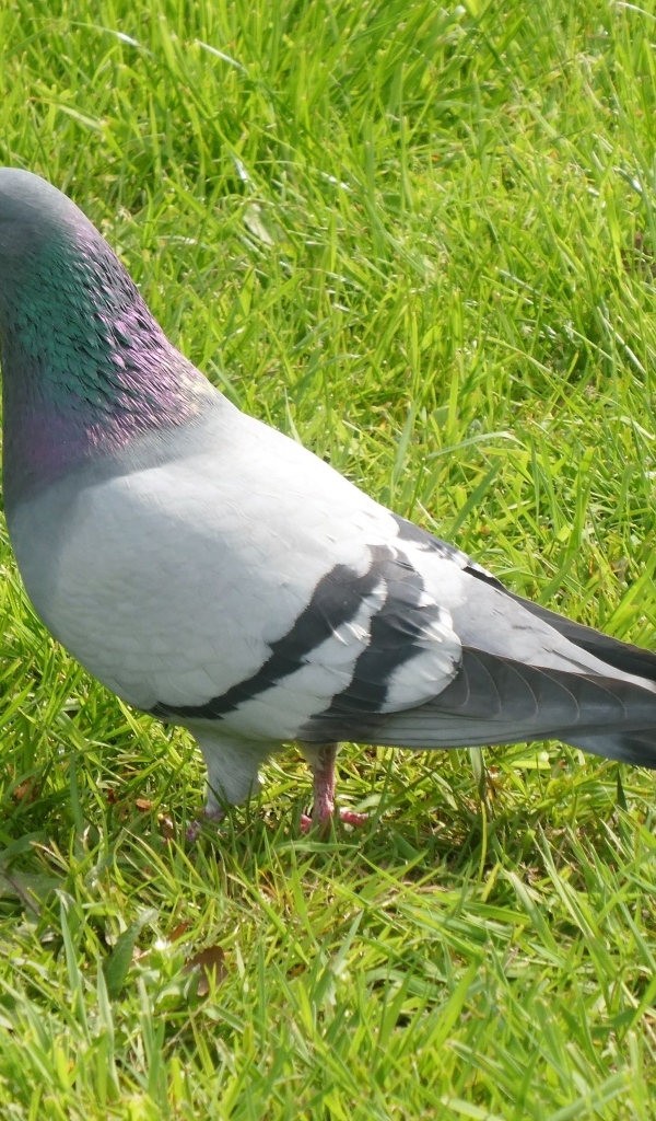 Дикий голубь стоит на зеленой траве