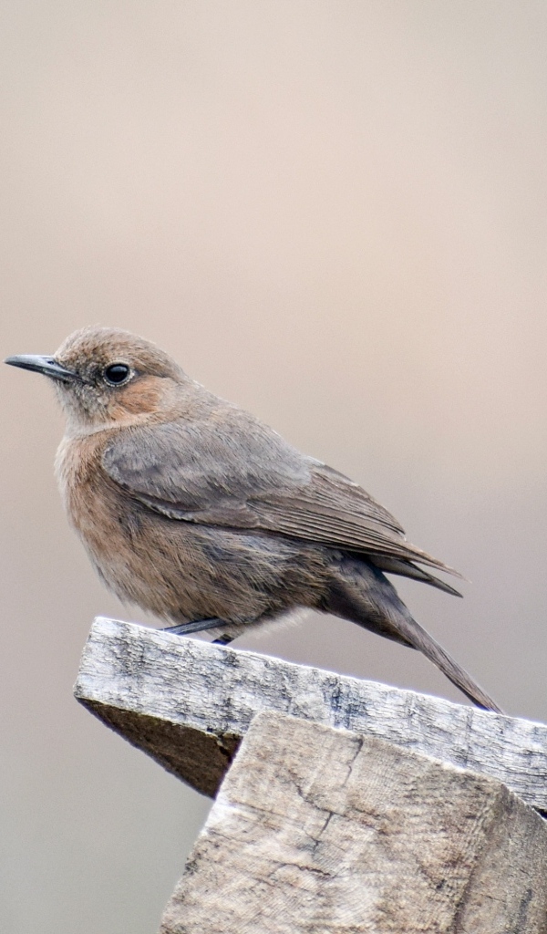 Птица крапивник сидит на  деревянной планке