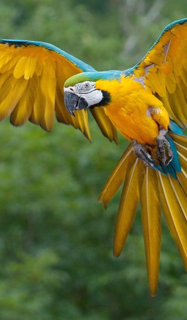 Желто-голубой попугай ара парит в воздухе